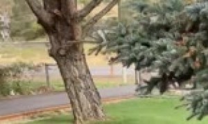 Strong winds in Utah topple over enormous tree