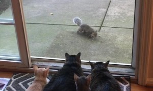 Kitties Watch on as Squirrels Enjoy Their Breakfast