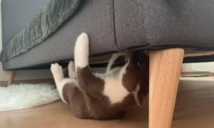 Kitten on a Mission Races Around Under Bed