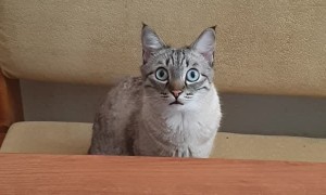 Cat Makes a Funny Expression Wanting Food