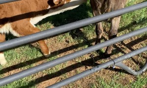 Norman the Calf and Donkey Meeting