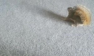 Squirrel is Unsure about The Fan