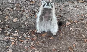Friendly Raccoon Loves People and Cats