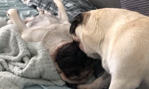 Pugs Enjoy Precious Moments Together