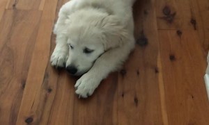 Golden Retriever Puppy Happily Runs Rampant with Toilet Paper