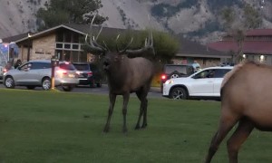 Bull Elk Bugles for His Ladies