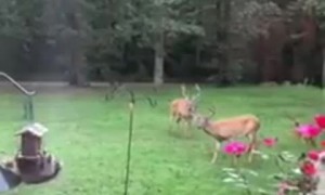 Raccoon Hangs Around for Dinner