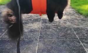Cat on a leash chills out on park swing
