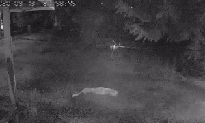 Elephant Charges Man With a Flashlight