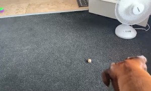 Big Bad Boxer is Scared of a Fan