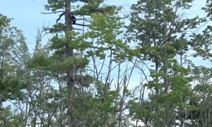 Black Bear Family Climbing Around in a Tall Tree