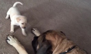 Giant English Mastiff Gently Plays With Tiny And Fearless Puppy