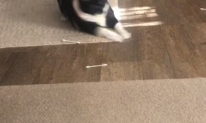 Kitty Goes Crazy on Q-Tips