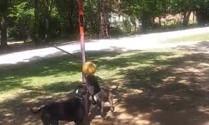 Competitive Pit Bulls Play a Round of Tether Ball