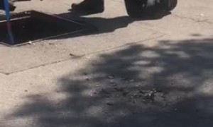 Firefighter rescuing ducklings get attacked by mama duck