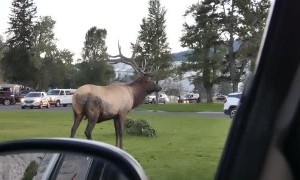 Bull Elk Face Checks a Parked Car