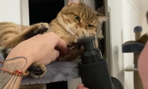 Cat Mesmerized by Vibrating Massage Toy
