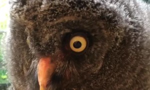 Baby owl gets love and attention from caretaker