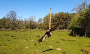 Slow motion footage of eagle owl coming in for a landing