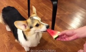 Corgi adorably chomps down on tasty watermelon