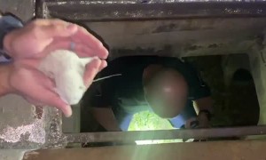 Police Officers and Firefighters Rescue Newborn Kittens From Storm Drain