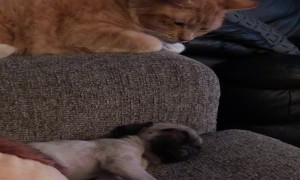 Affectionate Kitty Reaches for Sleeping Puppy