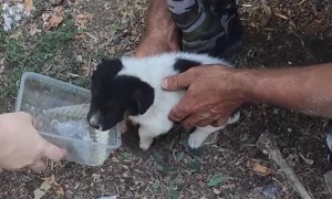 Rescuing a Puppy Trapped Between Garages