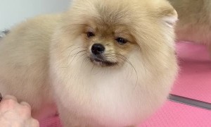 Dog Lulled to Sleep by The Sound of Scissors