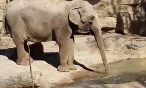 Elephant Enjoying Some Ice