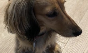 Adorable Burp from a Mini Dachshund