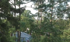 Red Tailed Hawk Attacks Drone