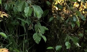 Nicky The Bear Crosses Road With Her Catch Of The Day