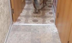 Kitty Drags Dog Into Kitchen