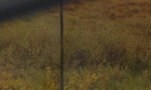 Bear Scratches Back on Border Sign