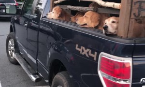 Truck Bed Full of Golden Retrievers Spreads A Little Joy