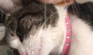 Thirsty Kitties Work Together for Some H2O