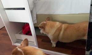 Corgi Makes Faces in the Mirror