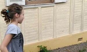 Quisitive Kitties Follow the Ball during Backyard Game
