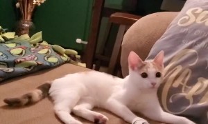 Cat Has Fun Playing Fetch