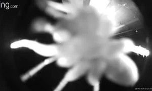 Spider Chills on Ring Doorbell Camera