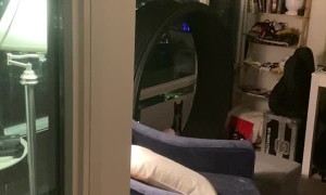 Sphynx Cat Doesn't Like Being Filmed While Exercising