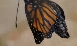 Exact Moment a Monarch Butterfly Emerges from Chrysalis