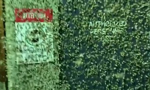 Large Gathering of Moths at Grouse Mountain