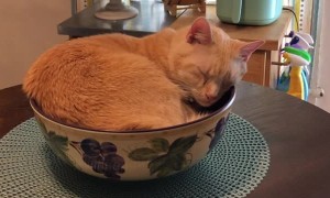 Cat Sleeping in a Bowl on Kitchen Table