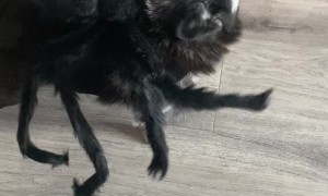 Super Cute Spider Dog