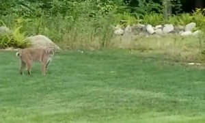Bobcat Strolls Through Backyard