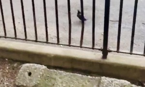 Injured Bird Rescued From Rat Attack