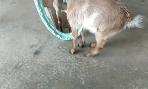 Baby Goat Fights With Himself in the Mirror
