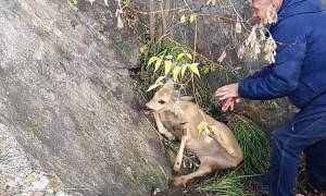 Saving a Deer Stuck in a Concrete Cone