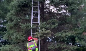 Scared Kitten Rescued by Hero Firefighters